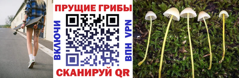 Галлюциногенные грибы Psilocybe  Купить  Губкинский 